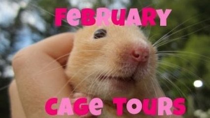 CAGE TOURS | February 2013