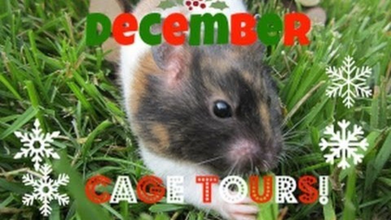 CAGE TOURS | December 2012