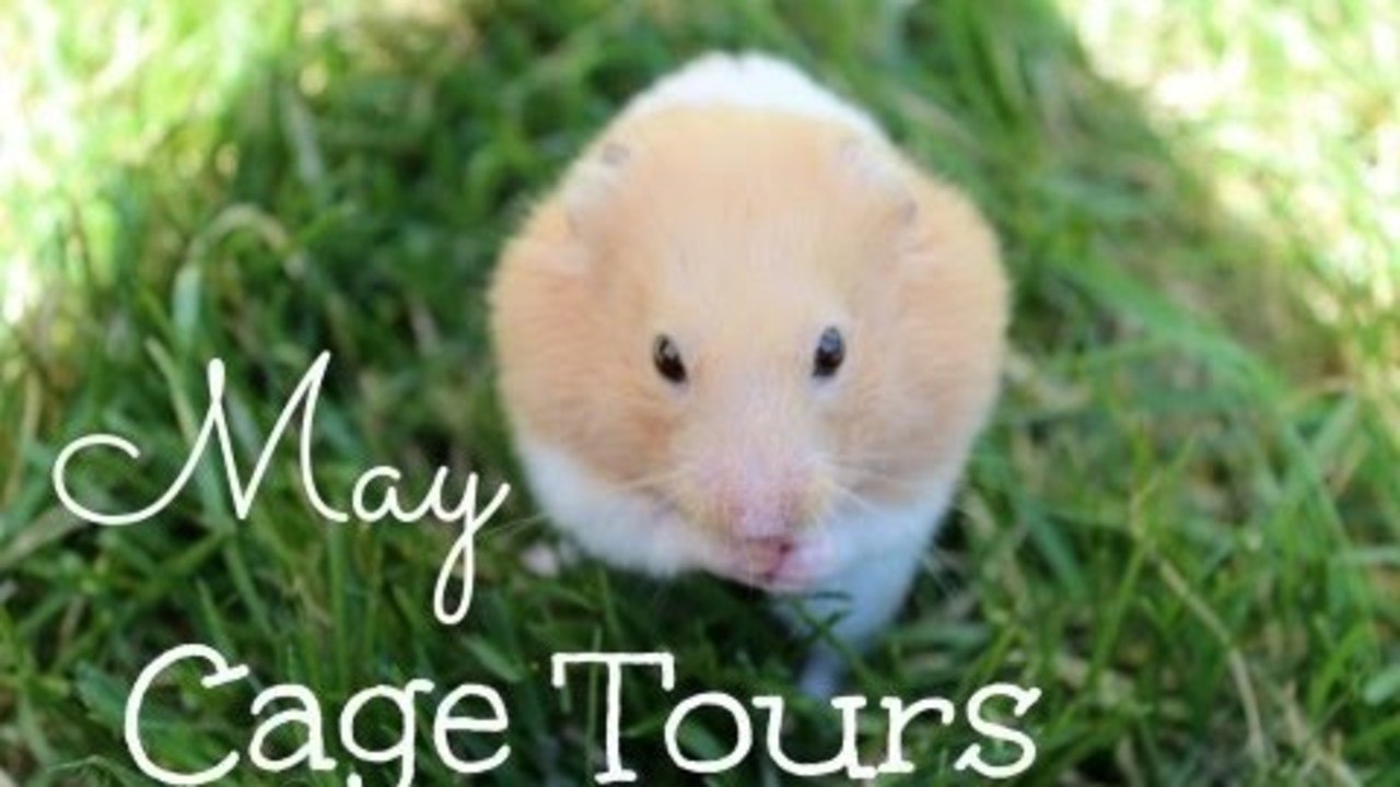 CAGE TOURS | May 2013