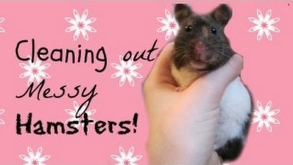 Cleaning out messy Hamsters! | Vlogs