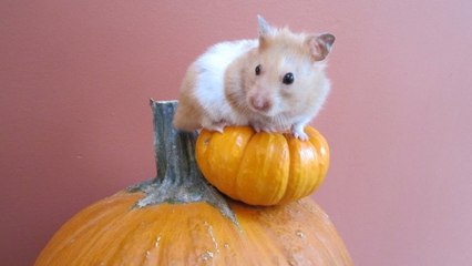 PlayTime Tips Feat Pumpkin & Wasabi