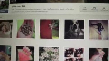 Alligators, Dogs & Social Media | Vlogs