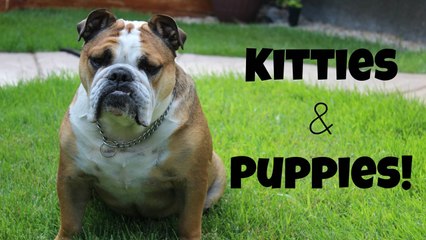Kitties and Puppies! | Vlogs