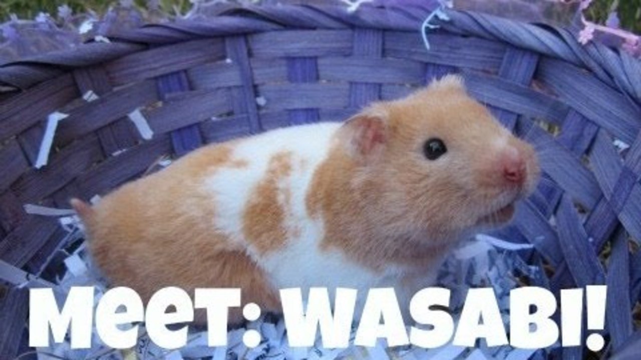 MEET WASABI!