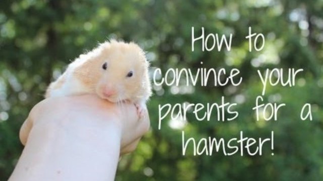 How to convince your parents for a hamster