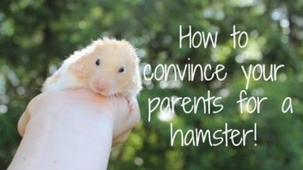 How to convince your parents for a hamster