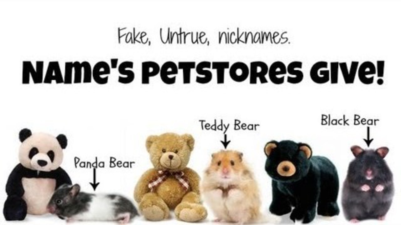 Names Petstore's Give Hamsters.