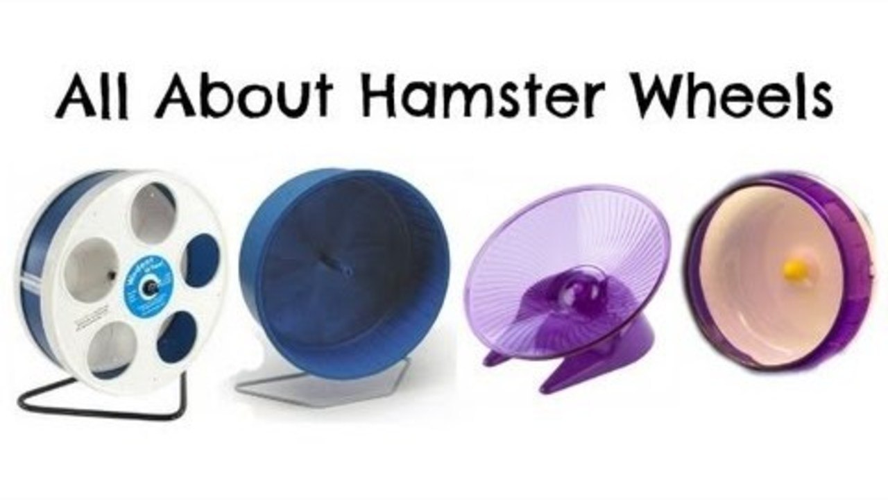 All about Hamster Wheels