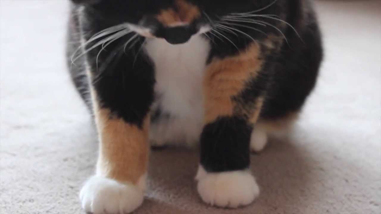 Cat VS Laser