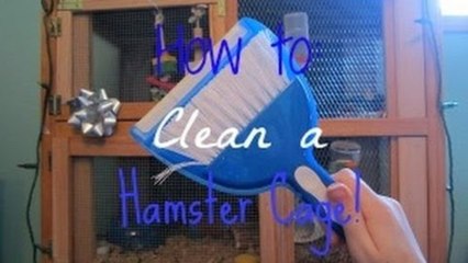 How to Clean a Hamster Cage