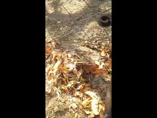 Un singe montre comment écraser des feuilles