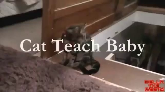 L_éducation des bébés vue par les chiens et par les chats