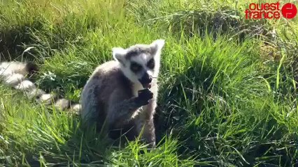 Le zoo de Mervent ouvre pour les vacances.