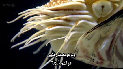 BBC.The.Code.1of3.Numbers.HDTV.x264.AAC.AR..vortex-eg.tumblr.com