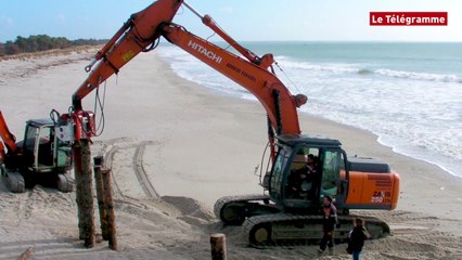 Fouesnant (29). Des troncs d'arbres pour protéger les dunes