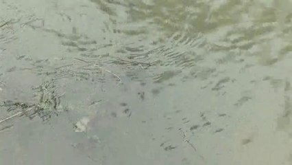 Belleneuve : la qualité de l'eau est médiocre