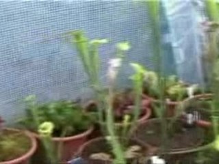 Plantes carnivores (4/4)