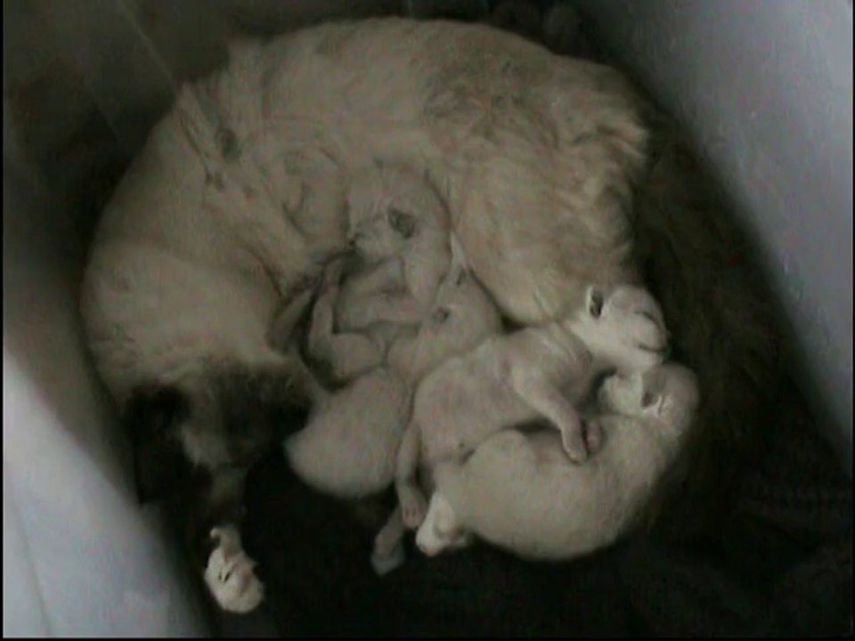 kaline et ses chatons