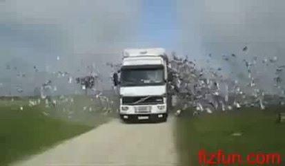 Beautiful Scene of Bird's getting freedom_