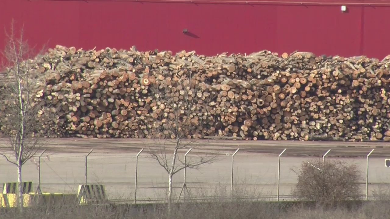 Illegaler Kahlschlag bedroht rumänische Wälder