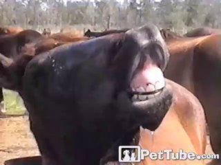 Horse is Happy to Wash His Face