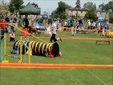 Amazing cocker spaniel Scooby   tricks  agility