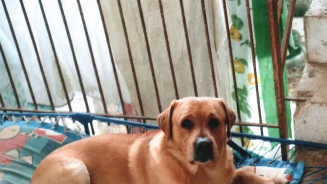 Buon Compleanno Eleonora