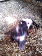 Louisette naissance de Joye et Treuil le 23/2/14