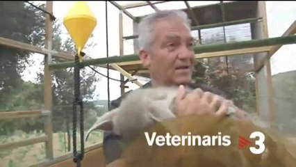 TV3 - Dissabte a les 15.40 - "Veterinaris"