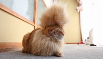 Videos de Risa: El último gato mohicano (tepillao.com)