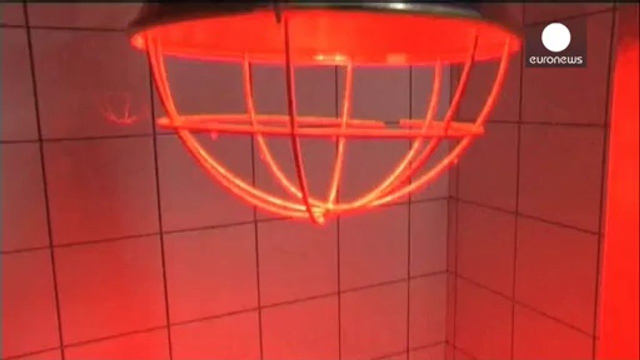 Hécatombe des oiseaux marins en France