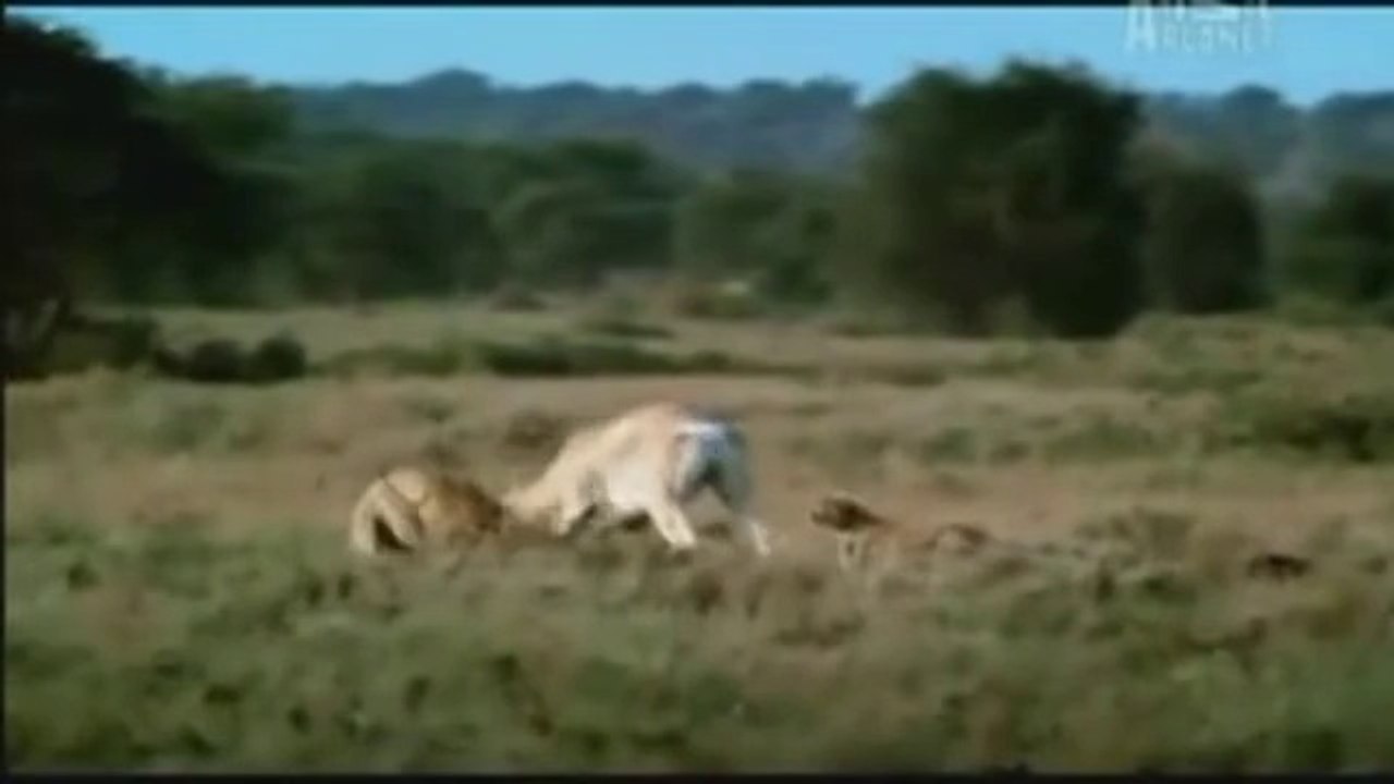 Xem linh dương húc thủng bụng báo Cheetah
