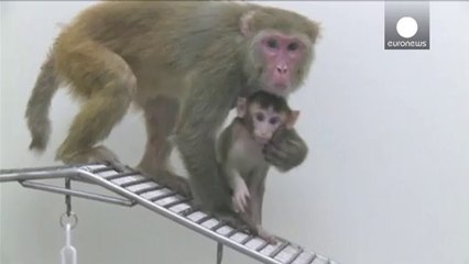 Bilim dünyası üçlü embriyo uygulamasını tartışıyor