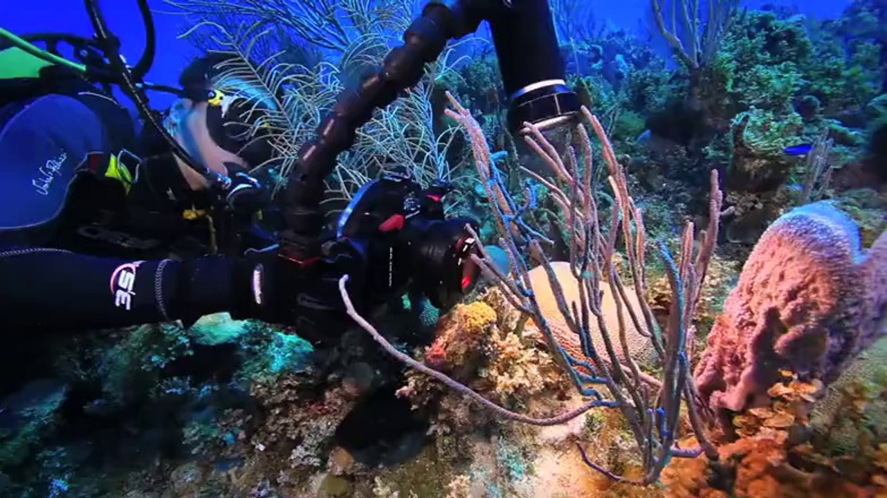 Underwater World, Cuba