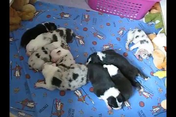 10 jours pour les bb 2014 Spencie x Oakley