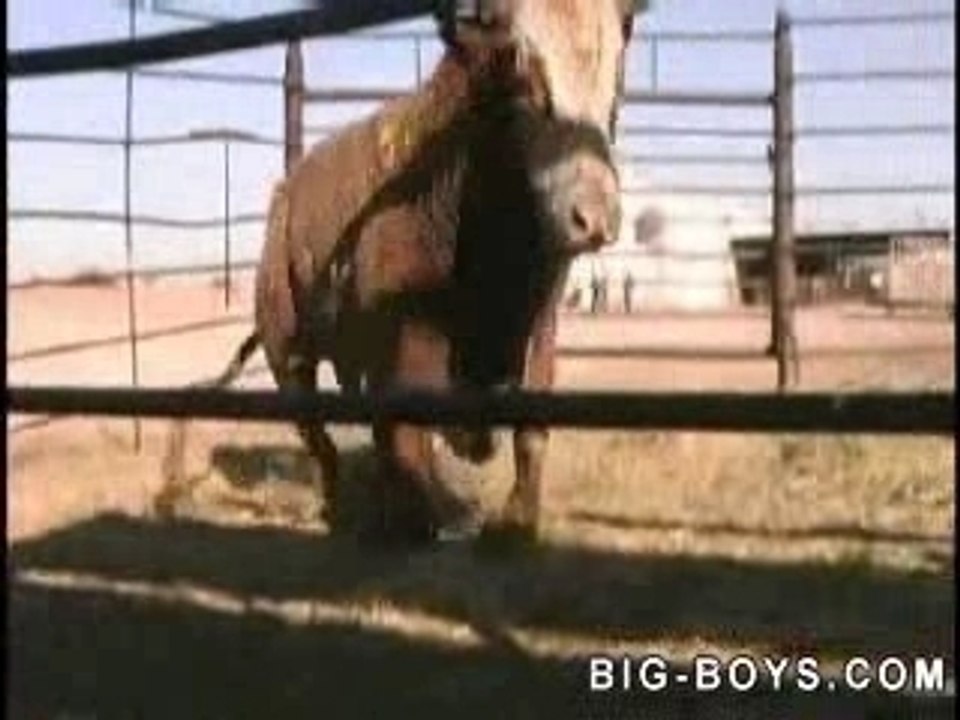 Bulltaser