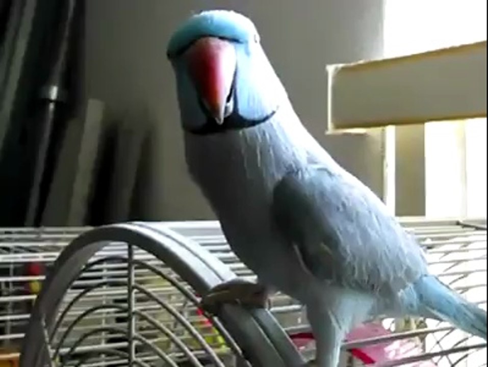 Parrot BRID world's Videos_7
