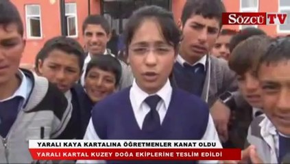 Yaralı kaya kartalına öğretmenler kanat oldu