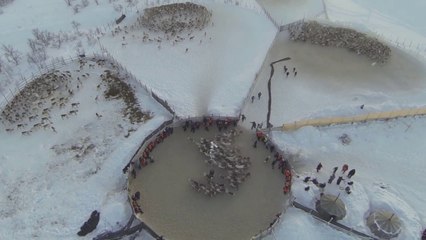 Herding Reindeer From Above Is Stunning