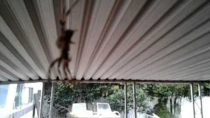 Huge scary spider right outside my door !!!