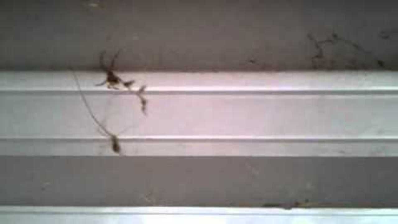Daddy long leg VS Huge spider !!!