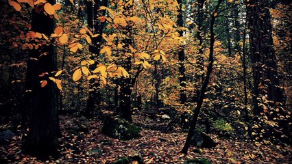 Autumn in Yosemite National Park