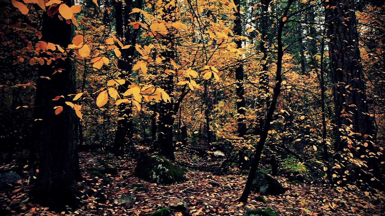 Autumn in Yosemite National Park