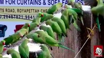 Parrot BRID AMAZING world's Videos_10