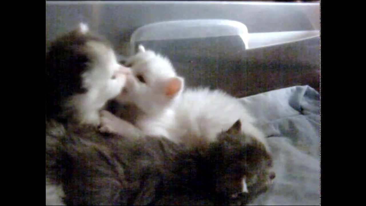 Kittens