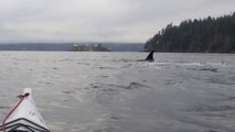 Killer Whales vs Kayak on Hornby Island