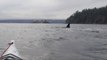 Killer Whales vs Kayak on Hornby Island