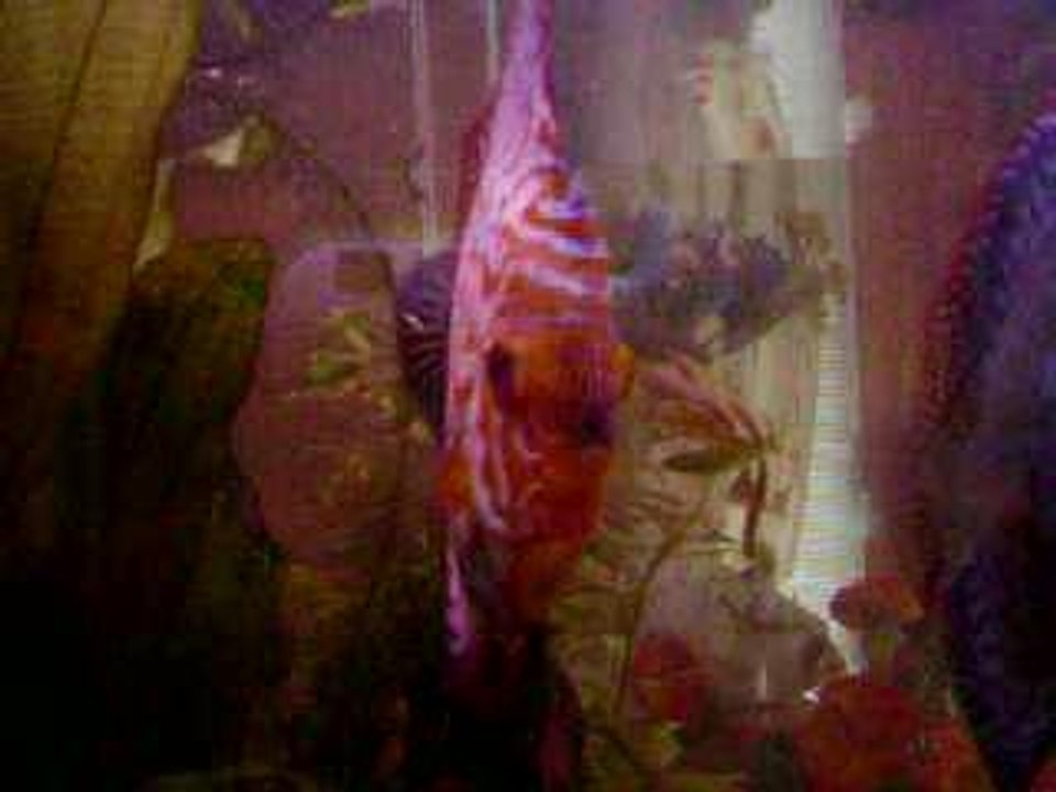 Photo 007
