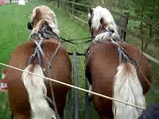 Attelage à Montier en Der