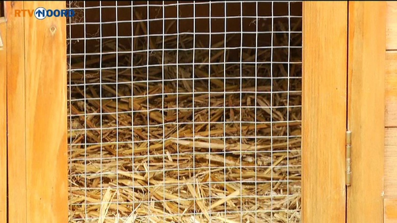 Konijn Buddy gefileerd op straat gevonden - RTV Noord